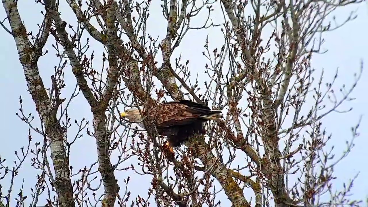 Öreg rétisas (Haliaeetus albicilla)