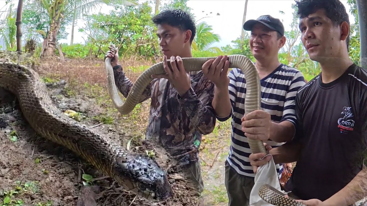 KING COBRANG MAY ITIM SA ULO ANG GUMIMBAD SA MGA TAGA NAYON