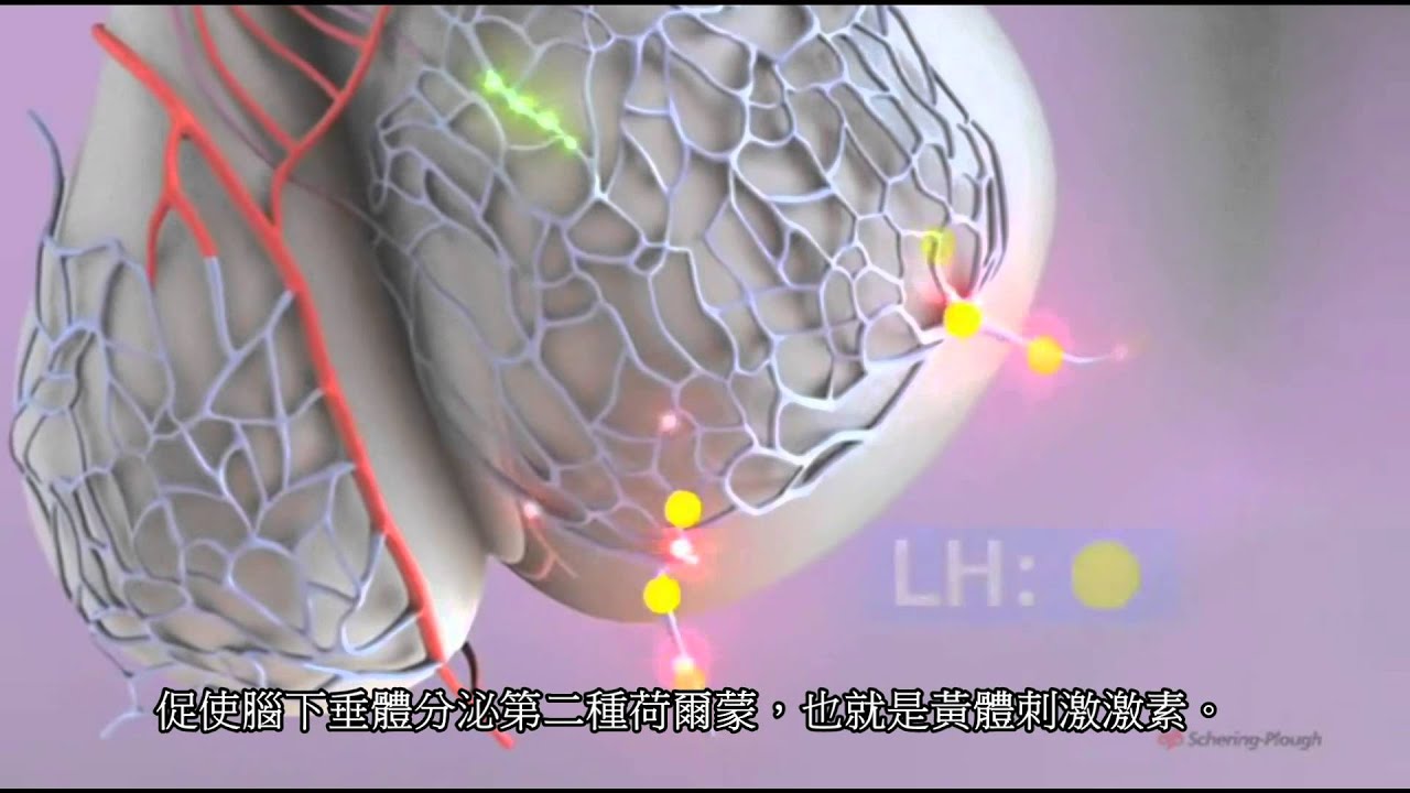 排卵與月經週期