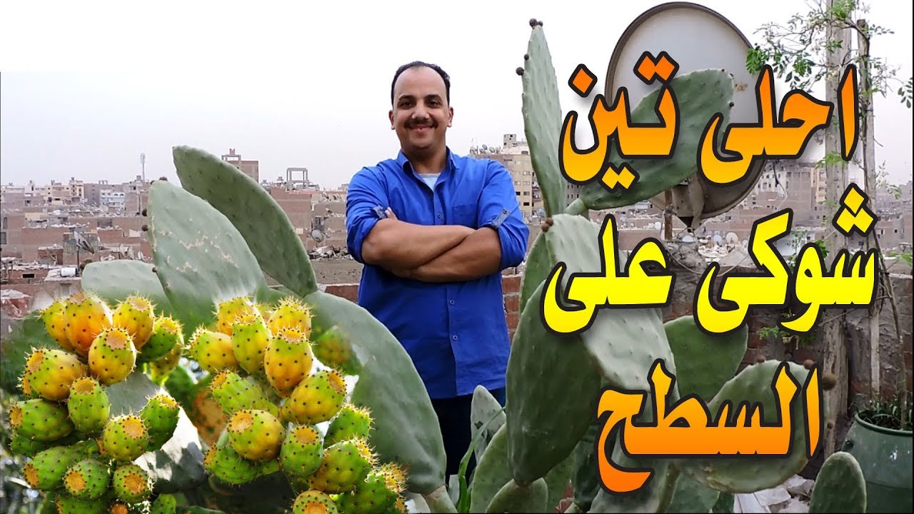 احلى فاكهه تين شوكى على السطح والبلكونة  | زراعه اورجانيك