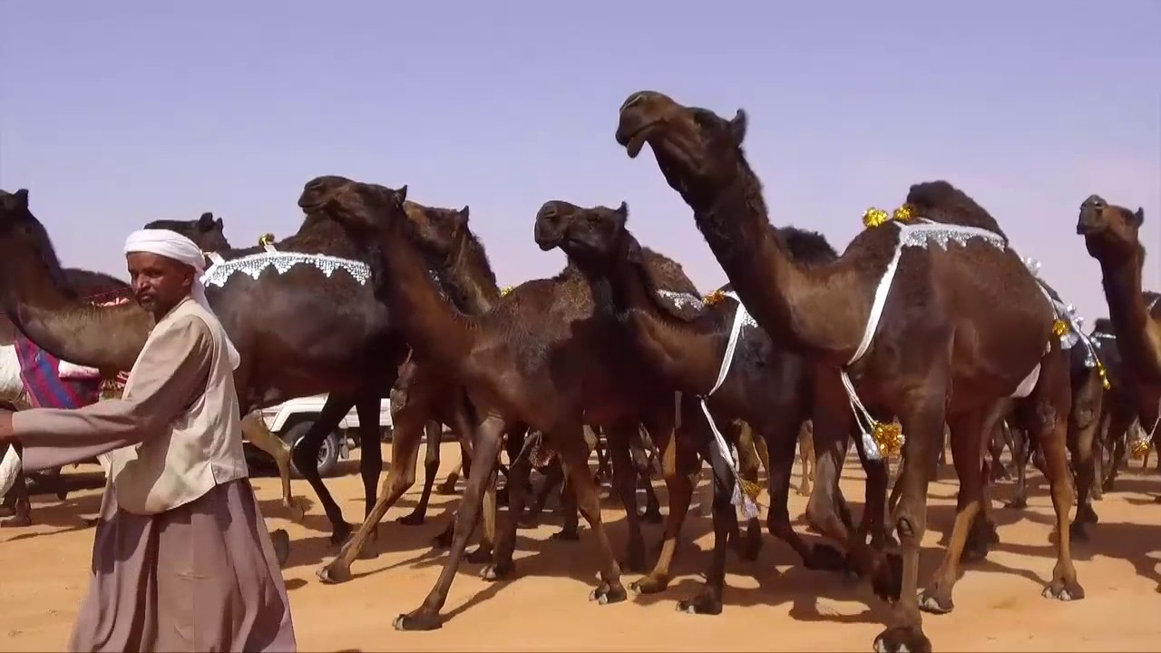 قناة الواة تقدم منقية رجل الأعمال السيد ناصر بن سعيد آل مرسان الهاجري ( 1 )