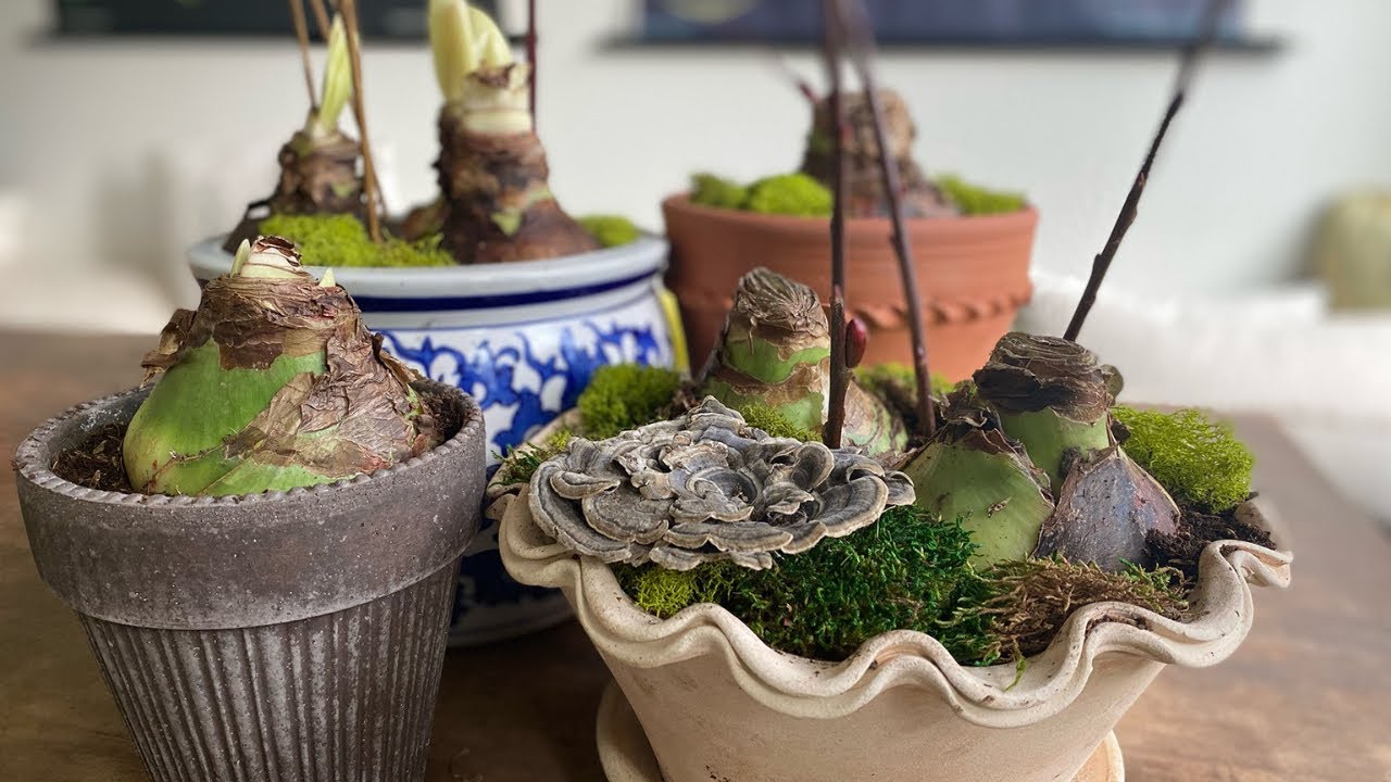 Planting amaryllis, but with a twist