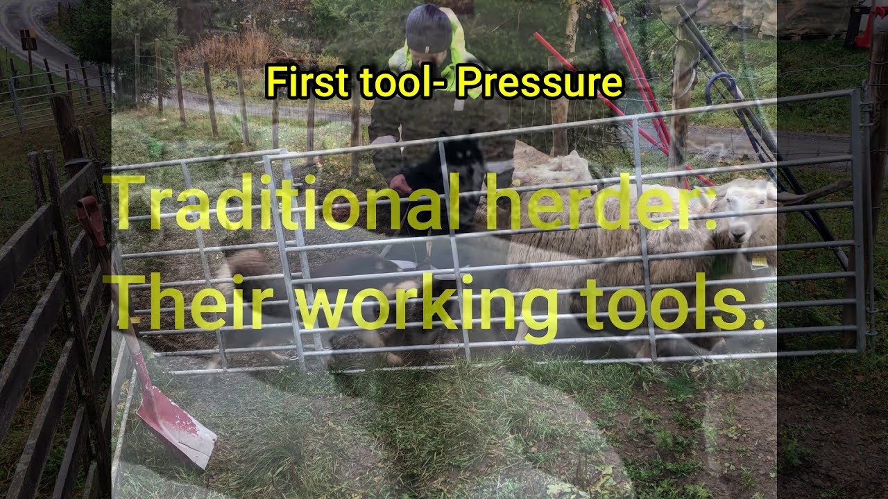 Finsk lapphund og deres arbeidsverkt&oslash;y.