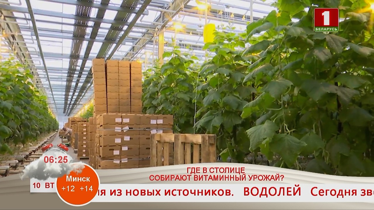 ГДЕ В СТОЛИЦЕ СОБИРАЮТ ВИТАМИННЫЙ УРОЖАЙ?