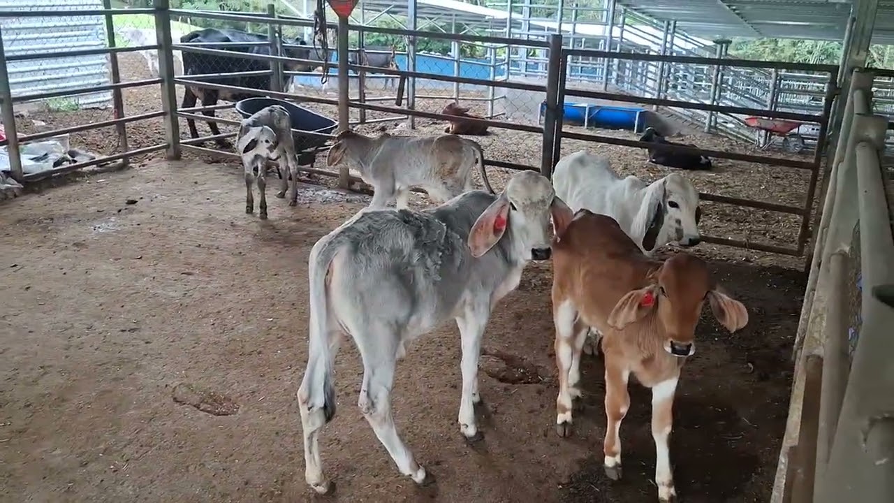 Comidiando las vacas 