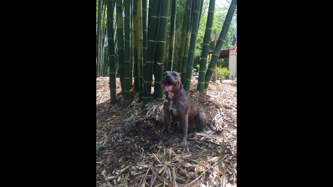 LOS MONSTRUOS HAN CRECIDO bambu gigante españa mallorca dendrocalamus bambusa oldhamii mosso