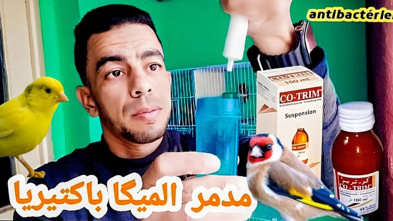 علاج الميگاباكتيريا والكوكسيديا_  دواء : كوتريم  _cotrim/Antibactérien