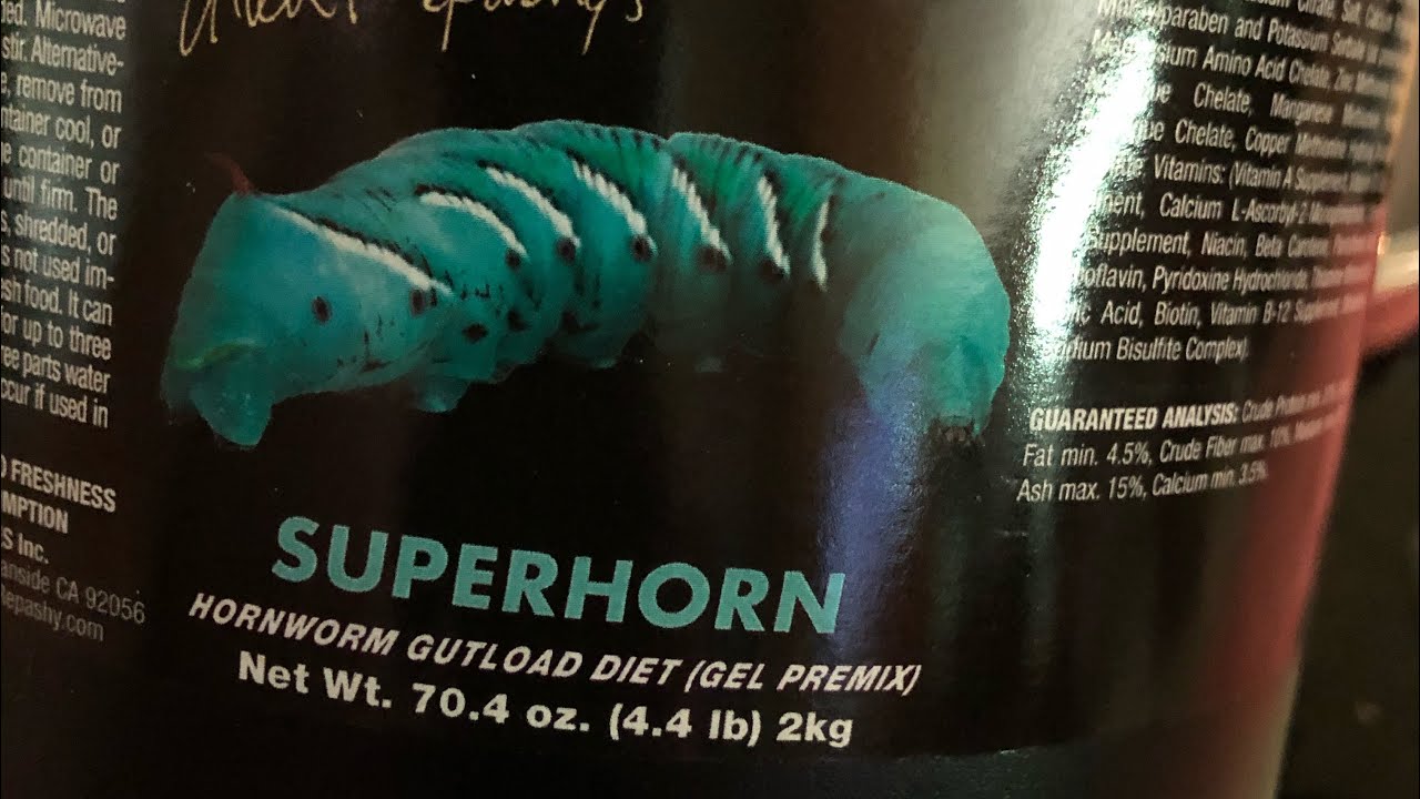 How to make repashy hornworm food. Hornworm breeding !