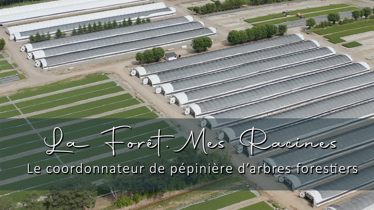 La forêt, mes racines: Pépinière forestière