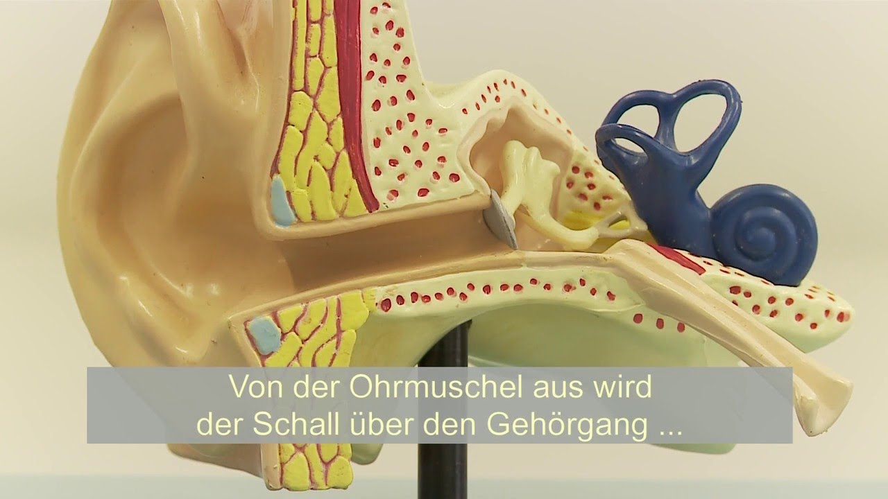 VdK-TV: Ohrstörung – Was hilft gegen Tinnitus? (UT)