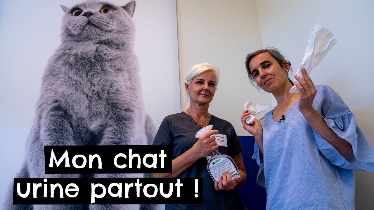 Mon chat urine partout ! 🐱