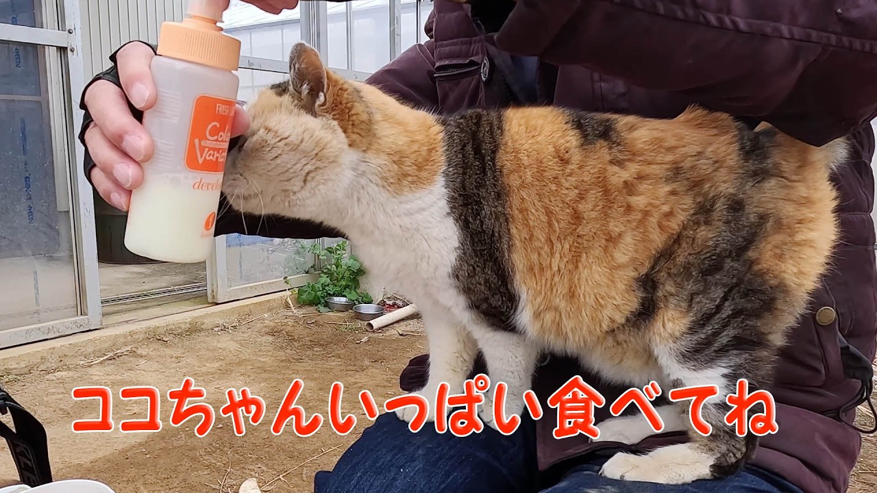 野良猫ココちゃん24307 #三毛猫  #茶トラ #野良猫