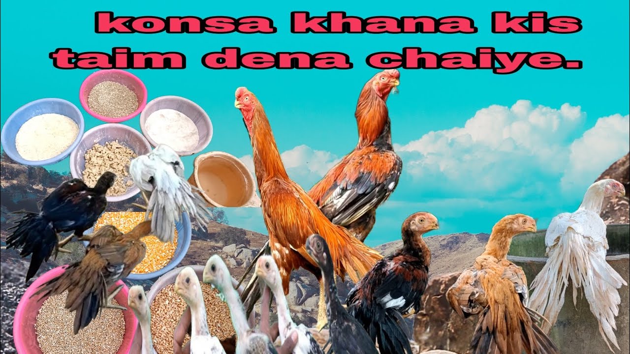 parrot beak aseel murga ka khana Dene ka so theek niyam.