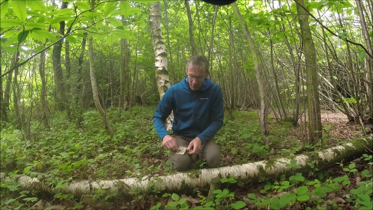 Collecting birch bark for tinder