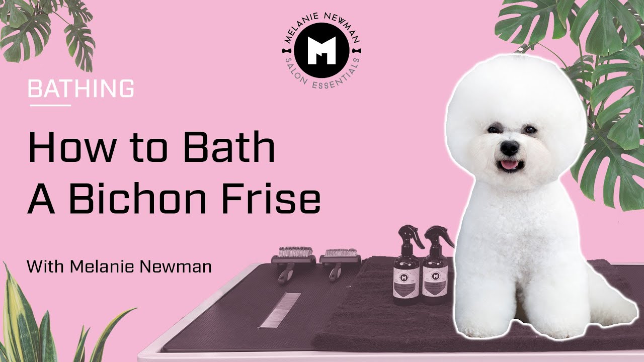 How to bath a Bichon Frise