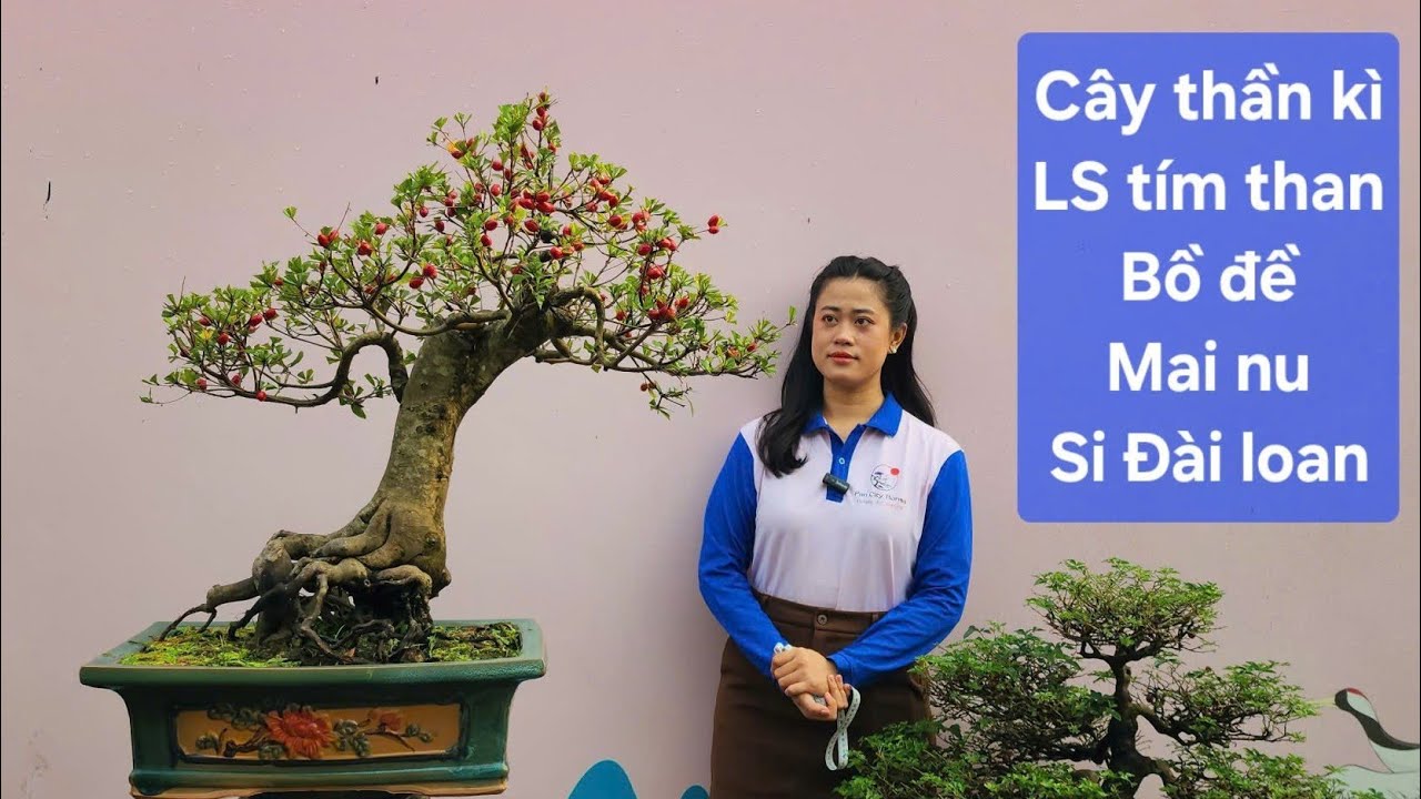  PAN CITY số 1 🌺 May mắn với cây Thần kỳ trái đỏ sum xuê cùng Ls tím than to bự, bồ đề, si ôm tượng