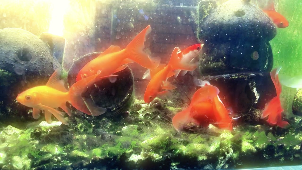 Lucky fish| Heal music| Sleeping 🌳 No Ads🌳Waterlight Dreams: Soothing Music by My Serene Aquarium