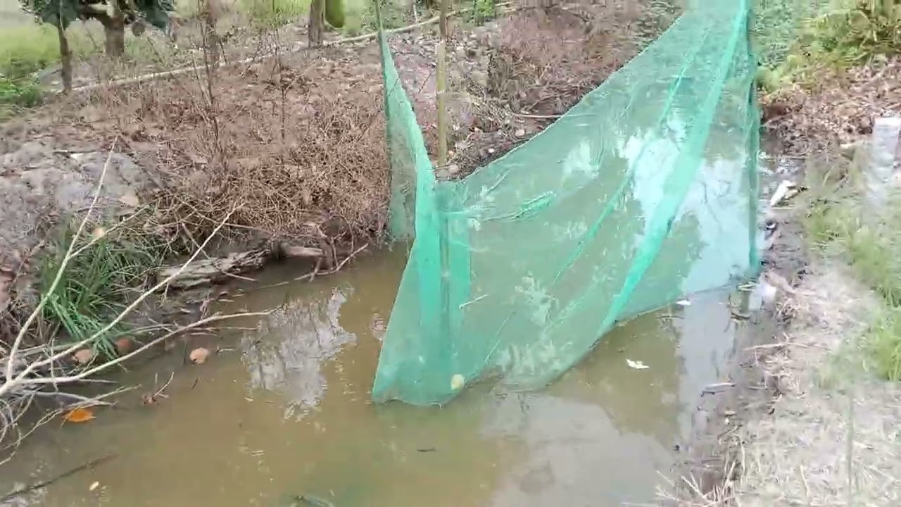  cảnh đẹp đồng quê