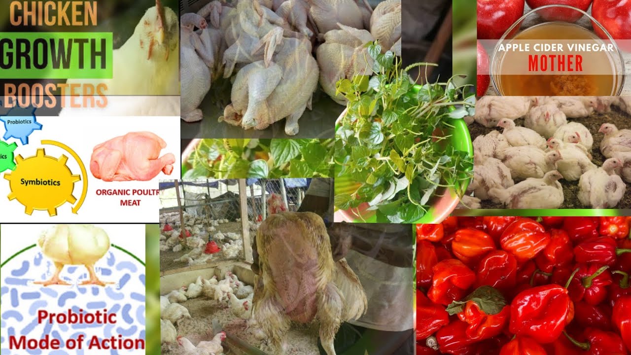 Reasons why organic or natural herbs for your poultry birds are not working effectively