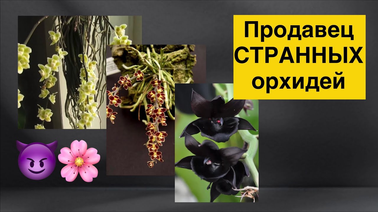 Нашла нового продавца и купила… НЕЧТО!!!😈😄