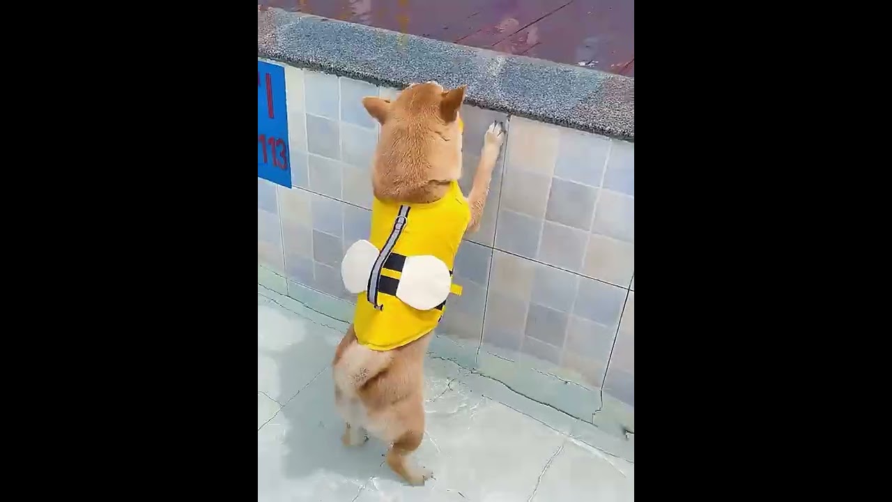 2022 New Dog Life Jacket