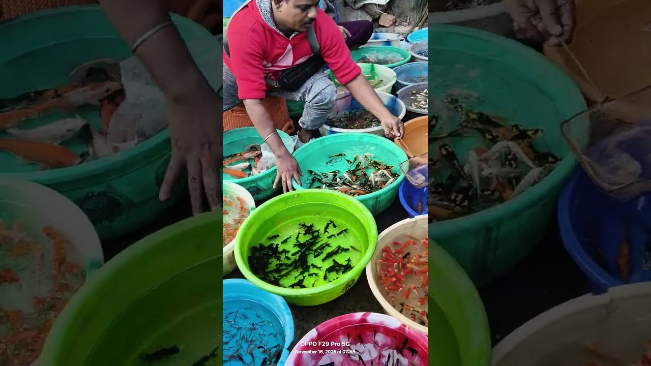 India's Biggest WHOLESALE Fish Market! Live Auction & HUGE Catch Sale in [Kolkata /west Bangal ]