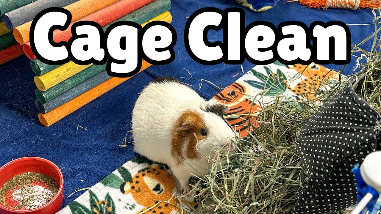 GUINEA PIG CAGE CLEANING 🐹🧹