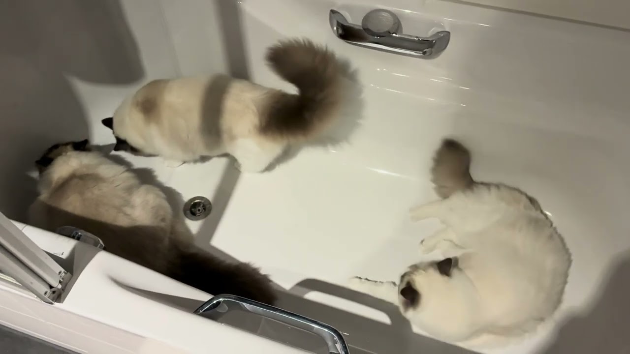 Ragdoll having fun again in the bathtub 