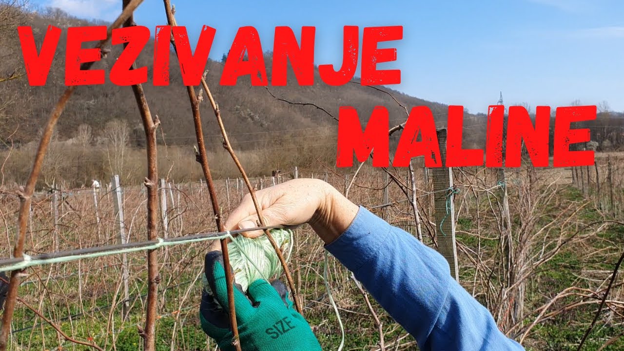 Vezivanje Maline, Kako, Zasto I Koliko?