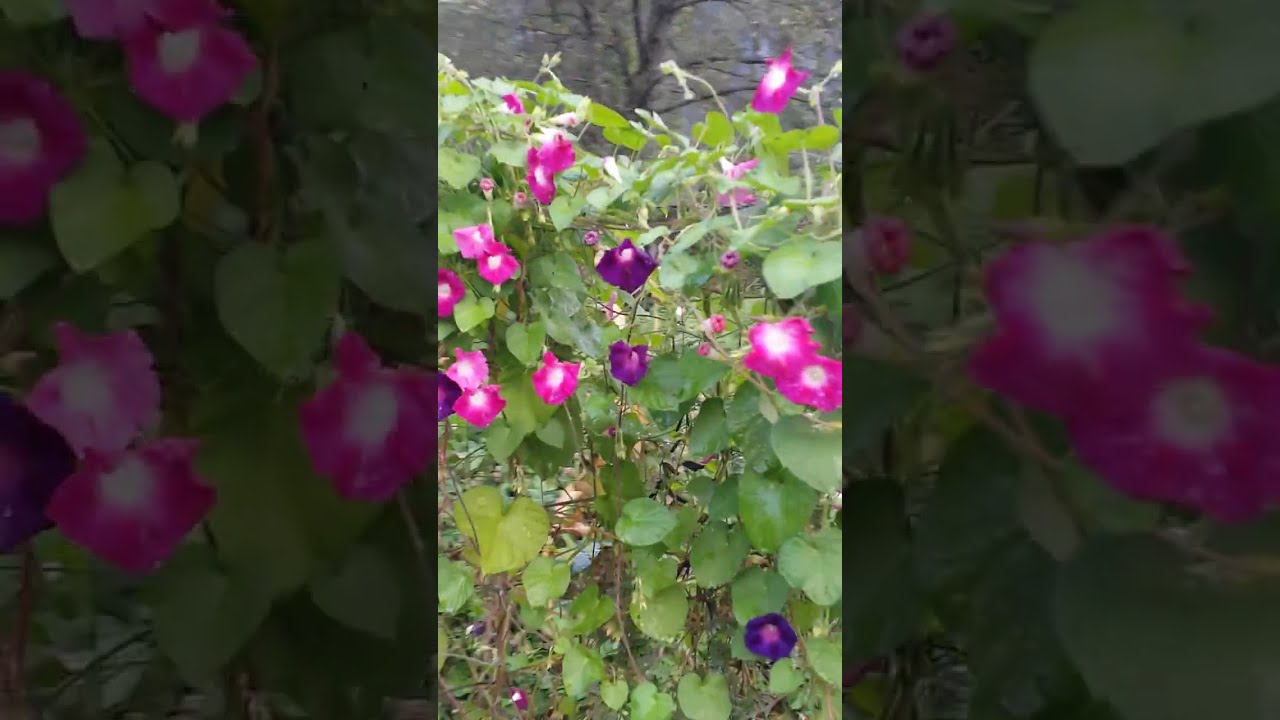 Stichlinge im Teich und kleiner Rundgang @NaturgartenEuring-Bachwinkl