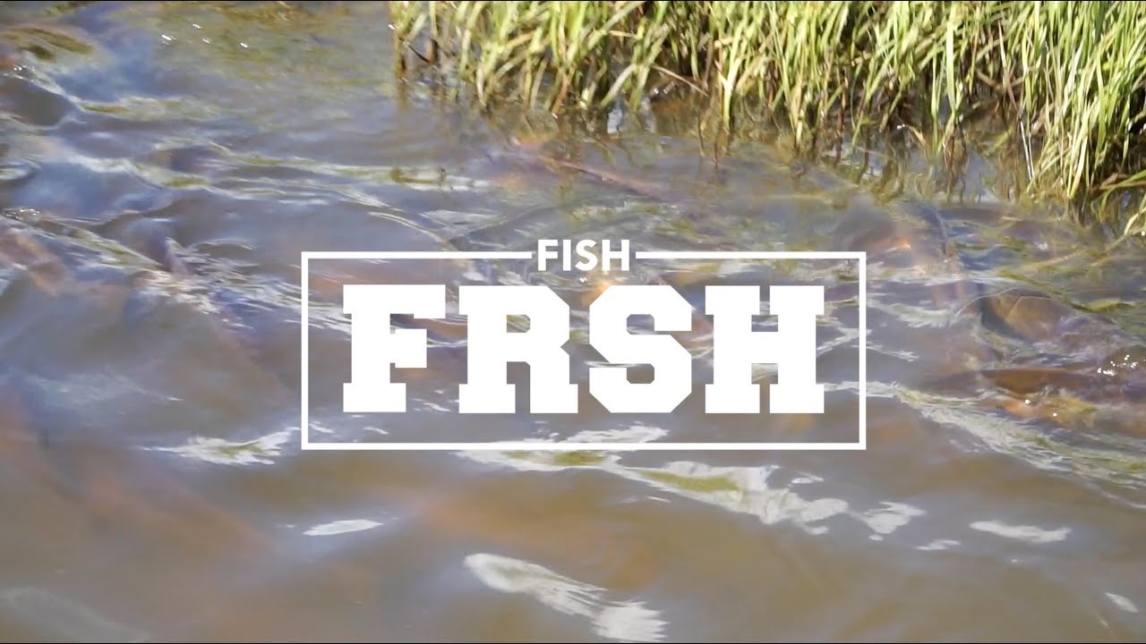 FishFRSH Presents: Huge School of Texas Redfish