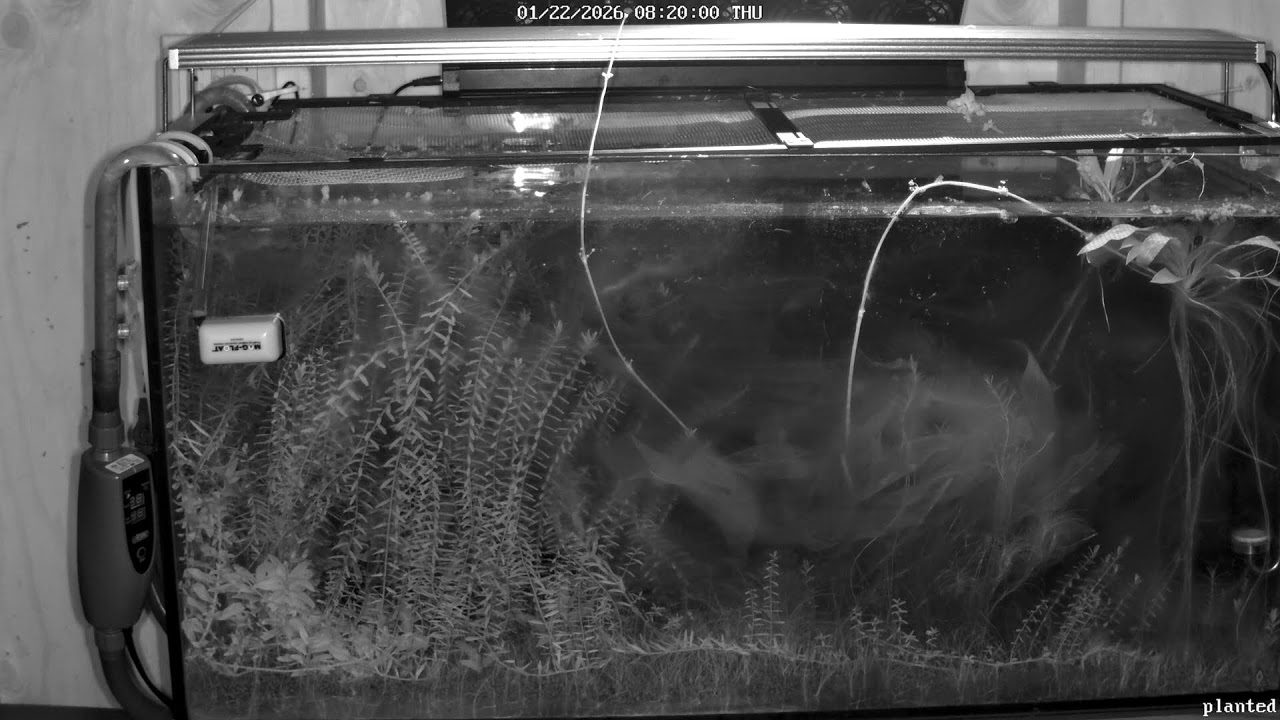 Planted Tank Live Stream