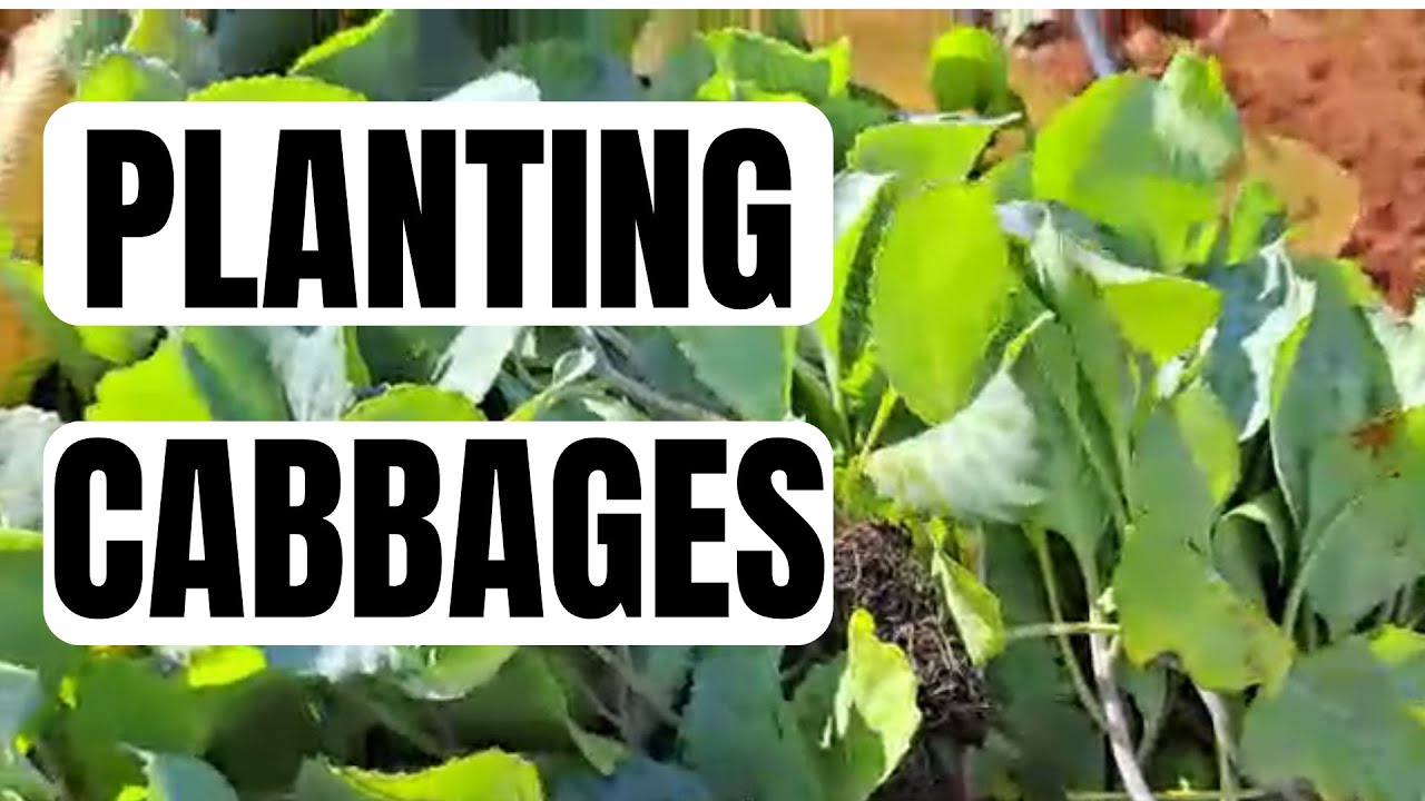 How to Plant Cabbages| Cabbage Farming in Jamaica 👨🏽‍🌾🧺