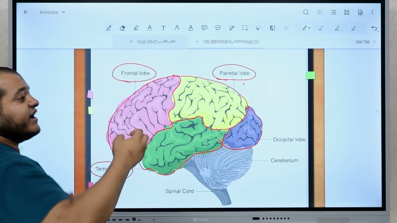 CNS Anatomy عجائب تشريح الجهاز العصبي المركزي