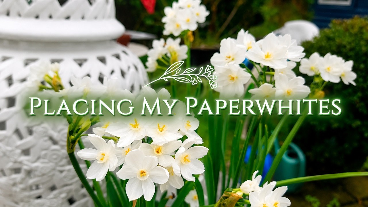 Placing My Paperwhites