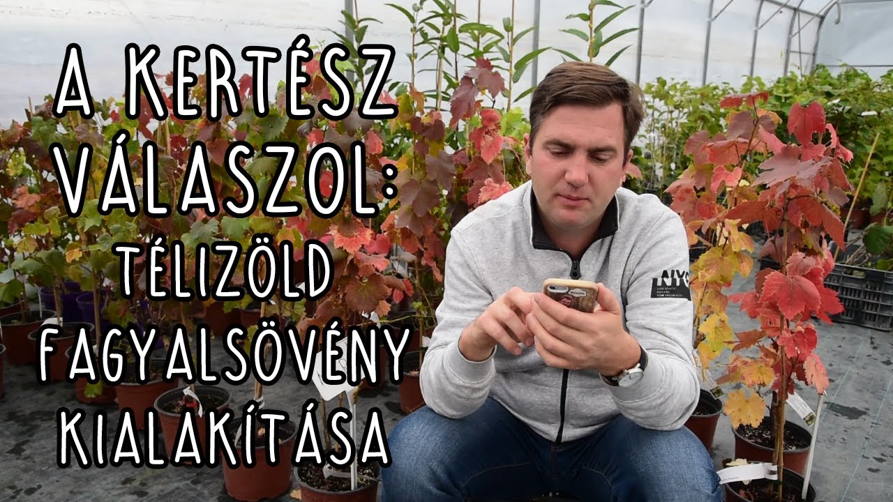 A kertész válaszol: télizöld fagyalsövény kialakítása