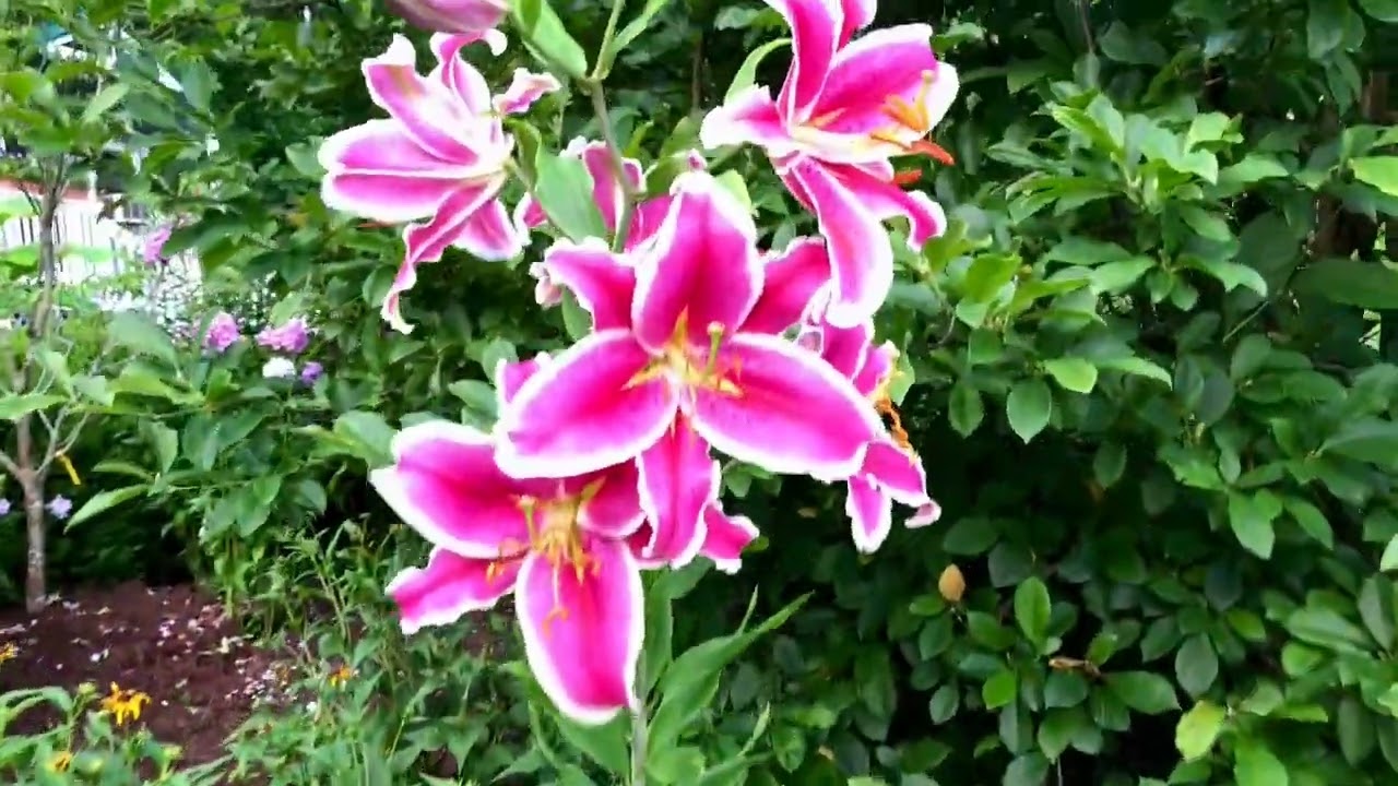 Orthodox Gardener Visits Holy Cross Monastery Garden