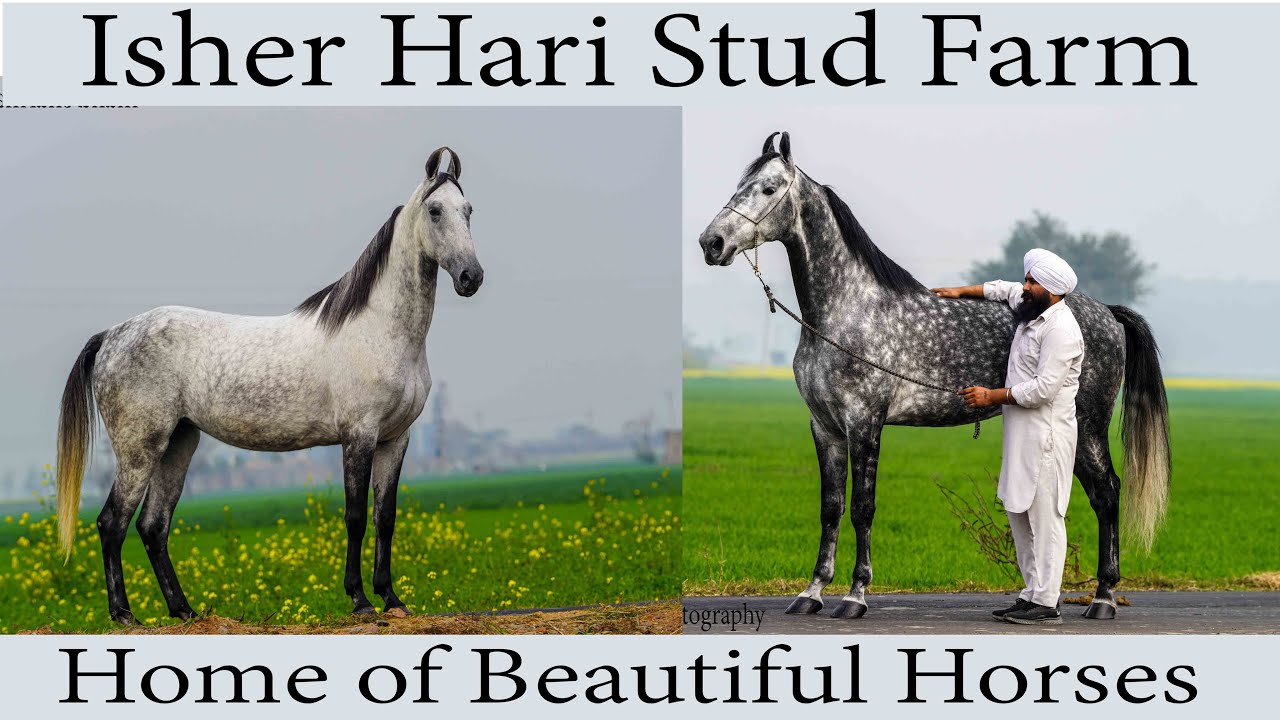 Horse Farm Isher Hari Stud farm