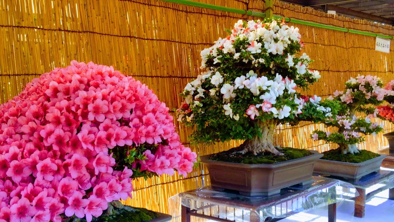 32nd Satsuki Azalea Bonsai Exhibition IN BLOOM  2018  [川口市立グリーンセンーター、安行］