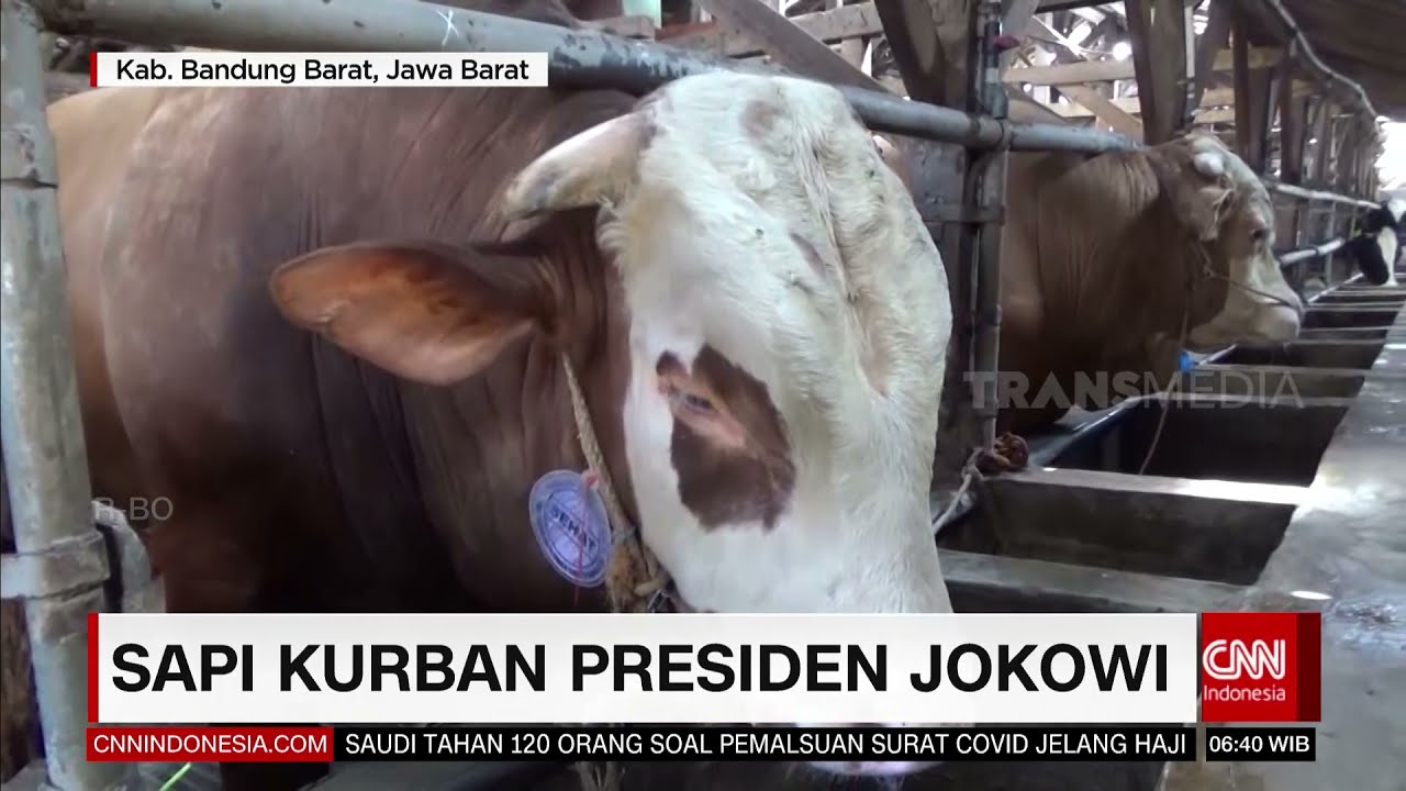 Sapi Kurban Presiden Jokowi | REDAKSI PAGI (16/07/21)