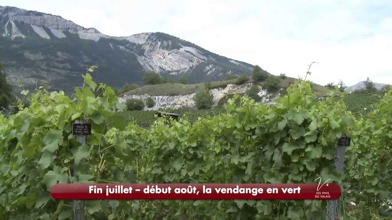 Des vignerons, un terroir, une passion - raconté par Pierre Arditi