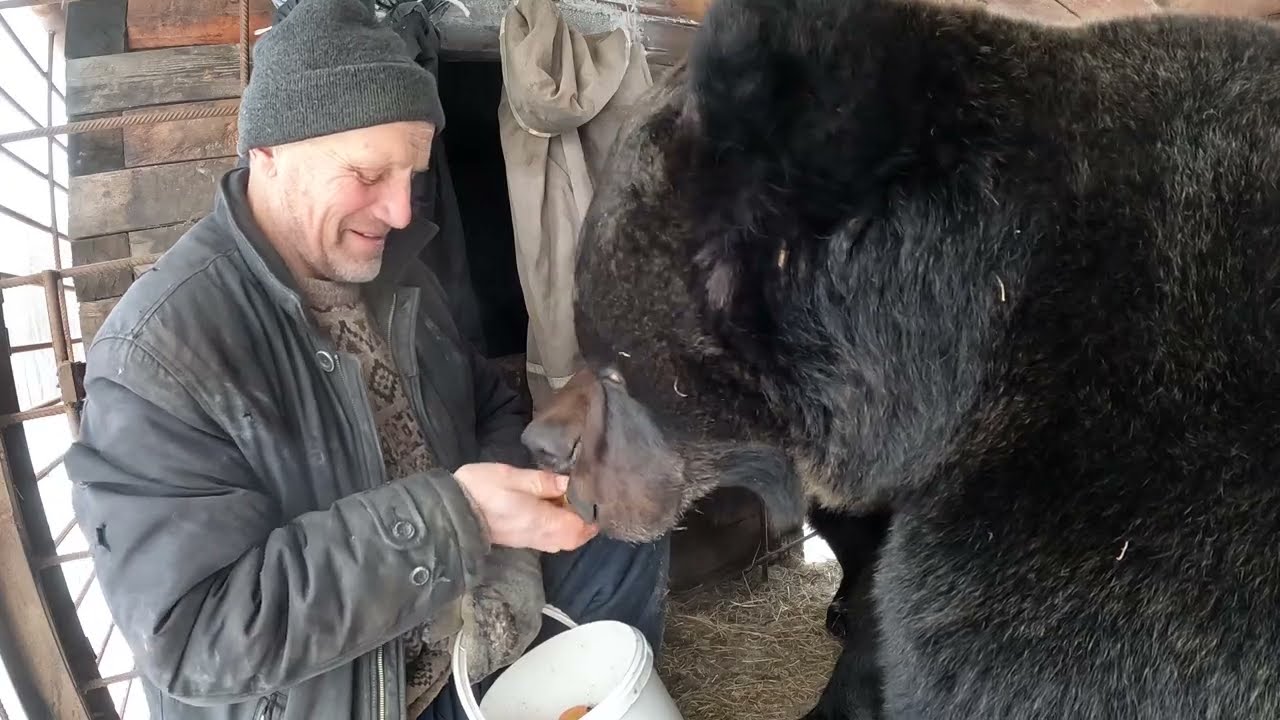 Медведи решили встретить на пороге.