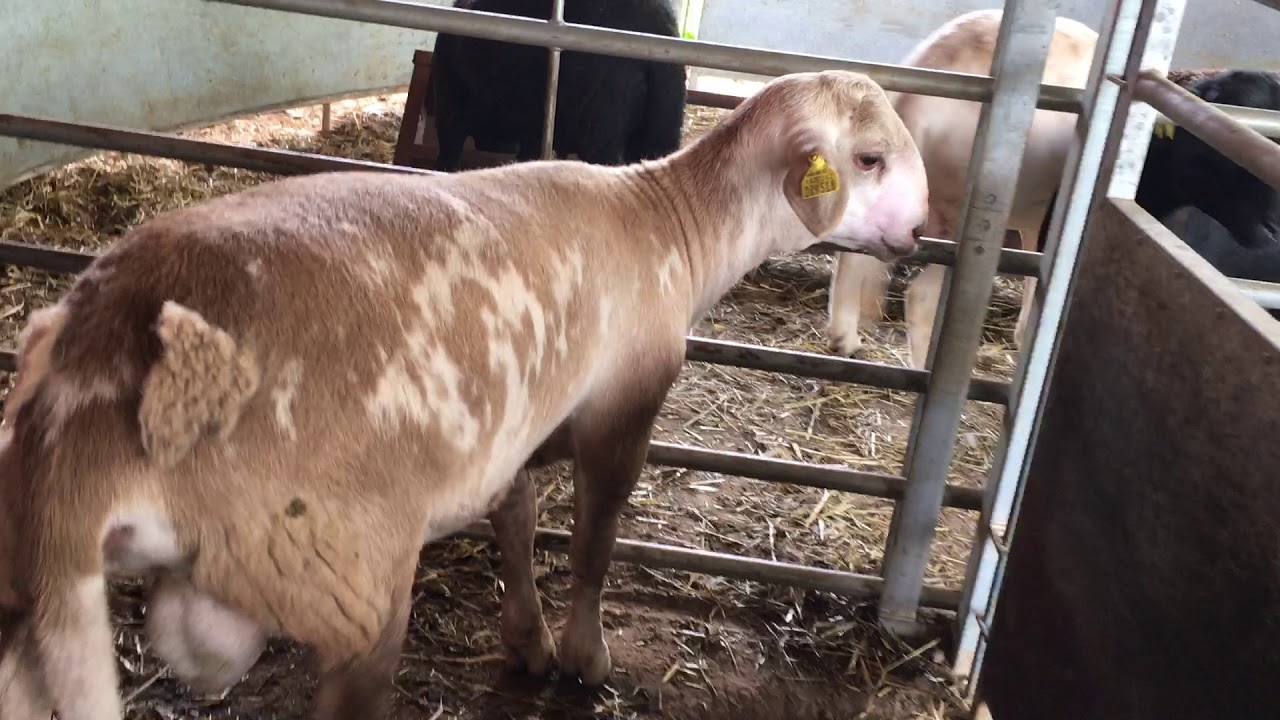 Katahdin ram DRW518 - filmed on 5/6/2019