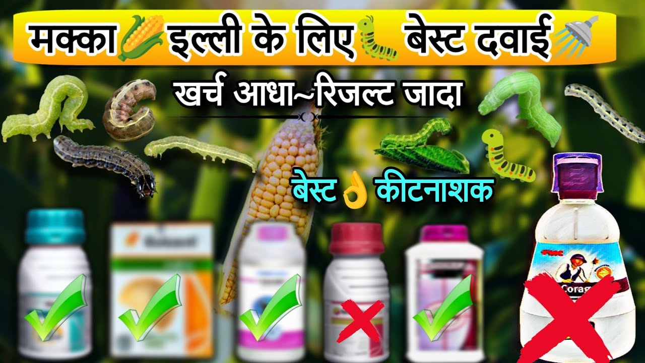 मक्का में इल्ली के लिए बेस्ट कीटनाशक दवाई🐛सभी इल्ली जड़ से खत्म🚿makka me best insecticide