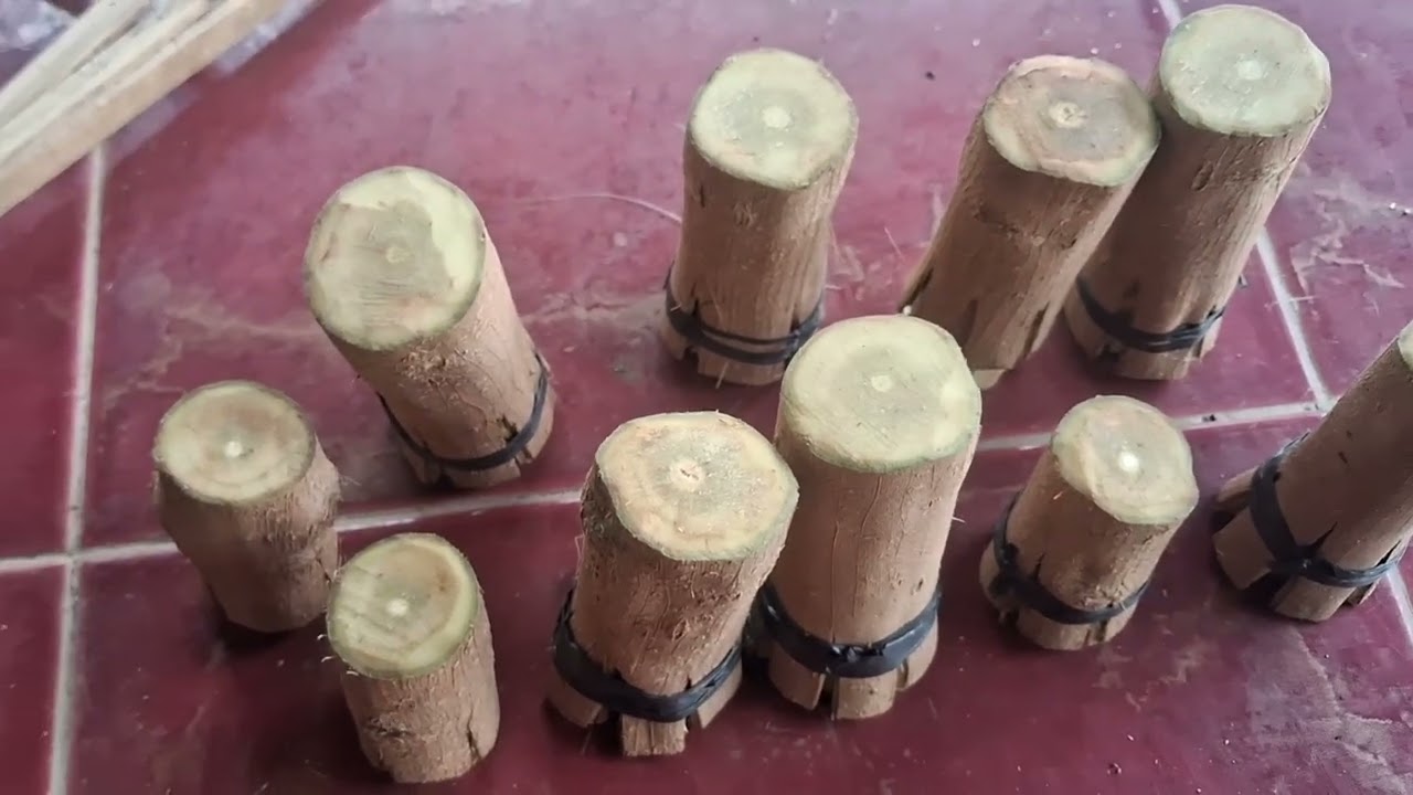 Cara Stek batang di atas mata tunas dengan pecah sisip dengan modal dengkul #progstekSancang 