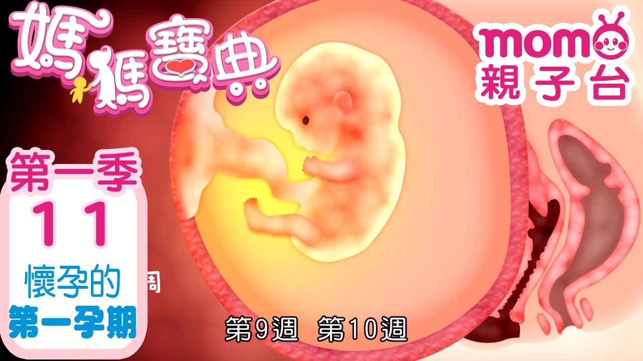 媽媽寶典 S1【懷孕的第一孕期】第1季 第11集｜嬰幼兒發展、活動、飲食、醫療篇｜新手爸媽｜孩子教養｜醫師、營養師分享｜兒童電視節目【momo_親子台｜官方HD電視頻道 完整版】momokids