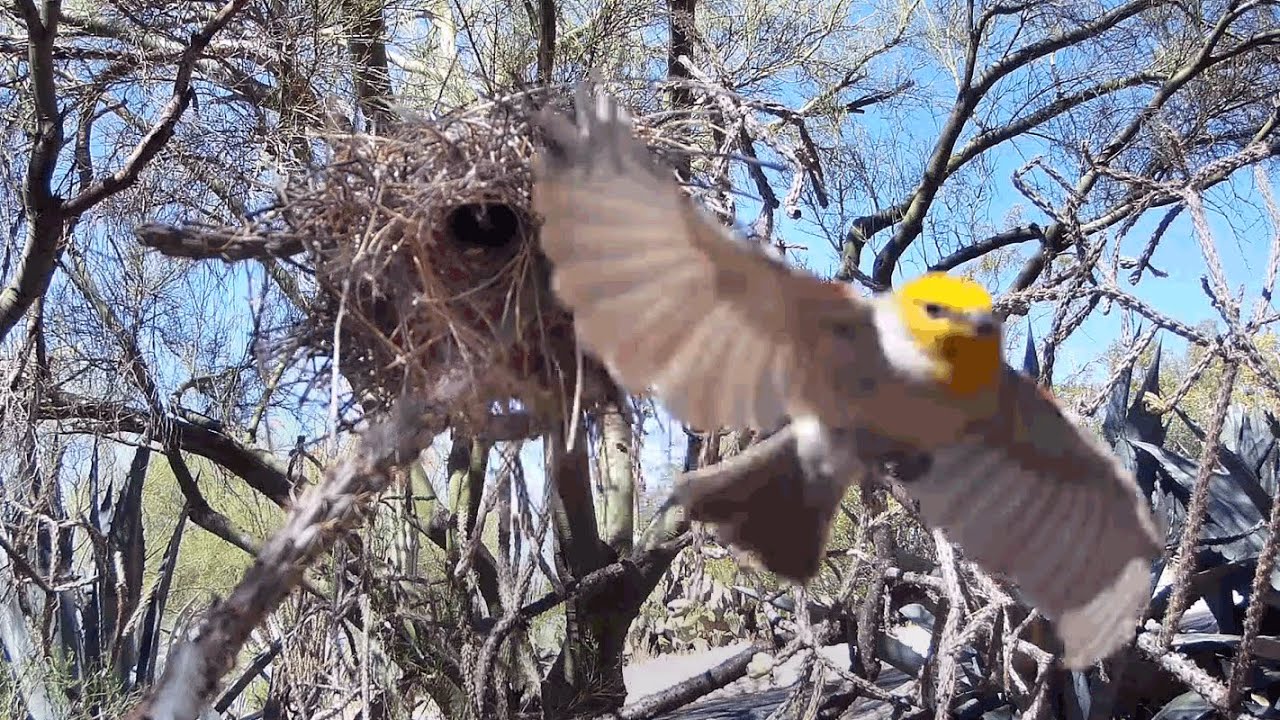 Verdin Tends to Its Nest: