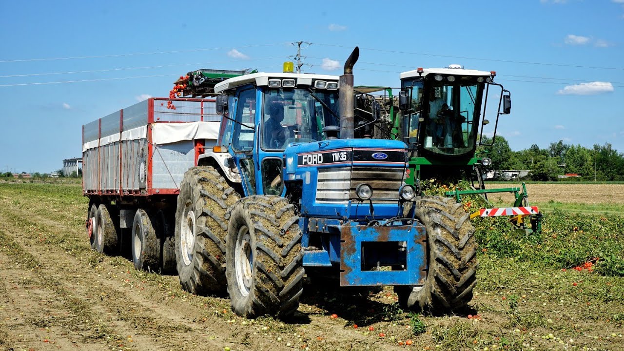 FORD TW35 GenII Raccolta pomodori / Mts Sandei THR750  - Tomato Harvest in Italy