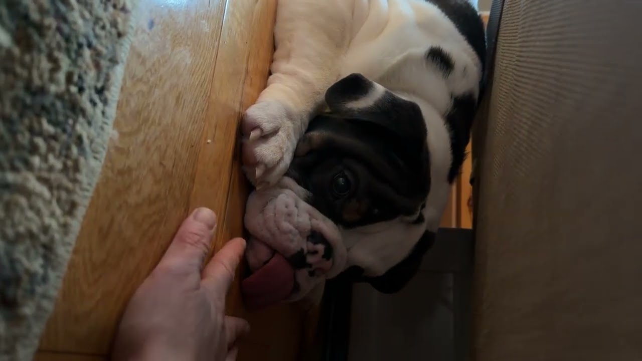 You better not bite him! #brother #bulldog #englishbulldog #trumanandtrenton 