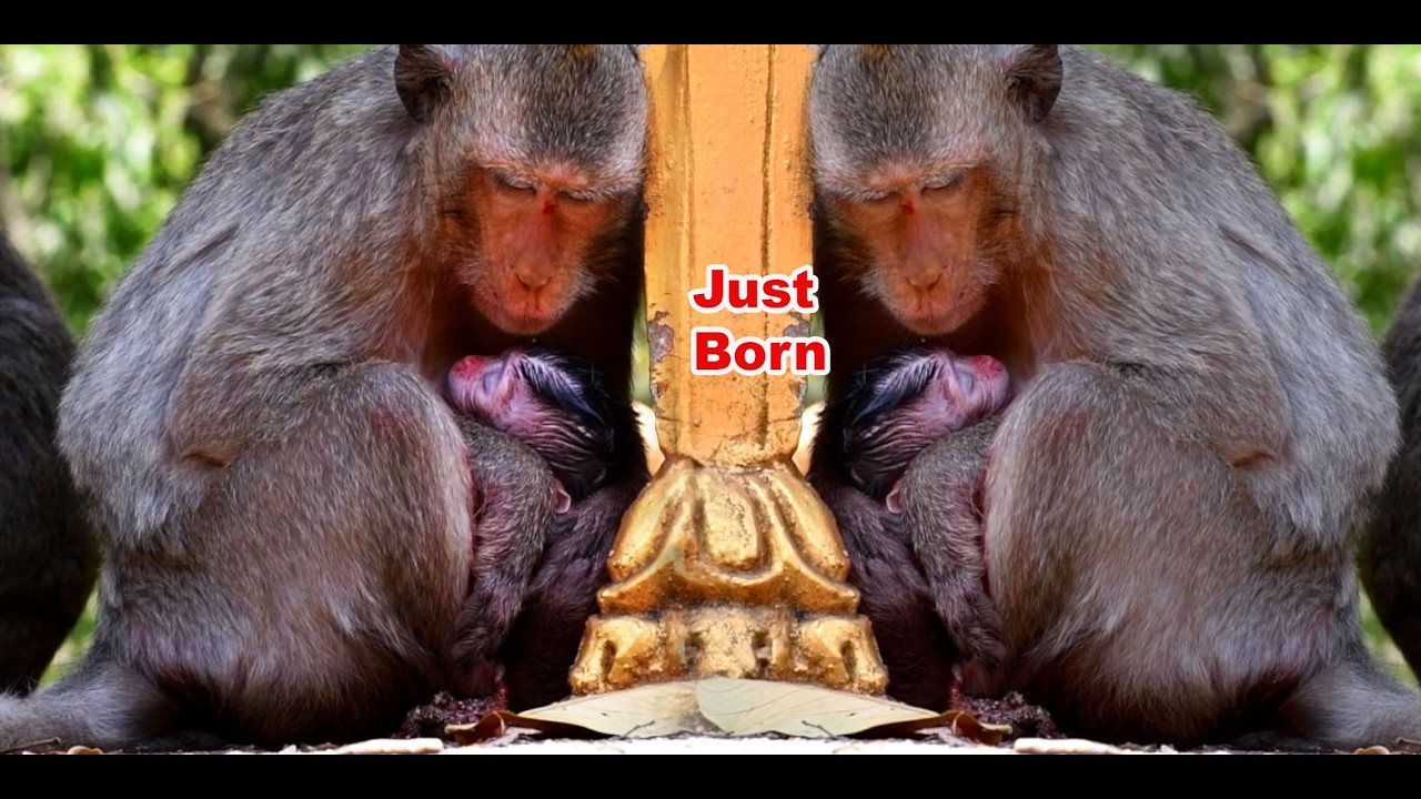 Welcome To The Word, Newborn Baby Monkey Is Hugged and Cared By Mommy The Best
